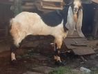 Jamunapari Male Goat