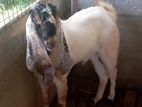 Jamunapari Male Goat