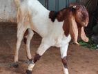 Jamunapari Male Goat