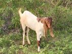 Jamunapari Male Goat