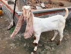Jamunapari Male Goat