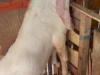 Jamunapari Male Goat