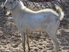 Jamunapari Male Goat