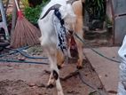 Jamunapari Male Goat