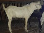 Jamunapari Male Goat ( கடா ஆடு )