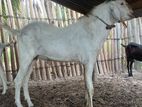 Jamunapari Male Goat ( கடா ஆடு )
