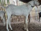 Jamunapari Male Goat ( வளர்ப்புக்கு ஏற்ற கடா ஆடு )
