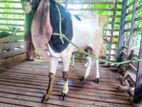 Jamunapari male goats