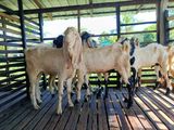 Jamunapari Male Goats