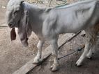 Jamunapari Male Goats