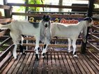 Jamunapari Male Goats