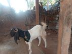 Jamnapari Goat