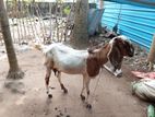 Jamnapari Goat