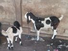 Jamunapari Mari Goat