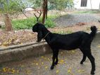 Jamunapari Goat