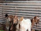 Jamnapari Goat