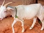 Jamunapari Goat