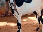 Jamunapari Goat