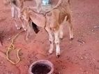 Jamnapari Goat