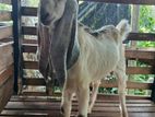 Jamunapari Goats