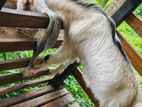 Jamunapari Goats