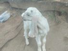 Jamunapari Goat