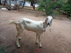 Jamunapary Adu