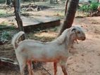 Jamunapary Kidai Goats