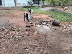 Farm Goat