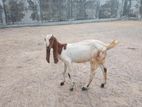 Jamunapari Goat