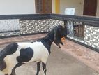 Jamnapari Goat