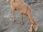 Jamunapary Mary Goat