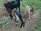 Jamunapari Goat
