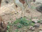 jamunapary Mary