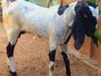 Jamunapari Goat