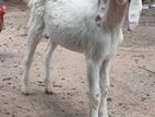 Jamunapari Goats