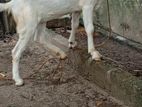 Jamunapari Goat