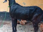 Jamunapari Goat