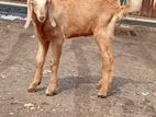 Jamunapari Goat