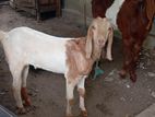 Jamunapali Goat
