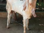 Jamunapari Goat