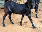 jamunapati kida