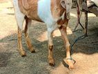 Jamunapari Goat