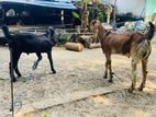 Jamunapari Kida Goat