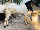 Jamunapari Kida Goat