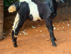 Jamunapati Kida Aadu