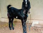 Jamunapari Goat