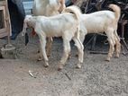 Jamunapari Goats