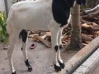 Jamunapari Goat