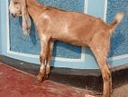 Jamunapari Mari Goat